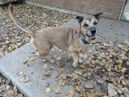 Otis - Shepherd available for adoption