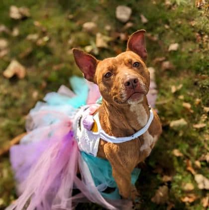 Lana - Terrier available for adoption at Sarnia & District Humane Society in Sarnia