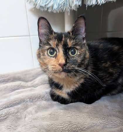 Navee - Domestic Medium Hair cat available for adoption at Sarnia & District Humane Society in Sarnia
