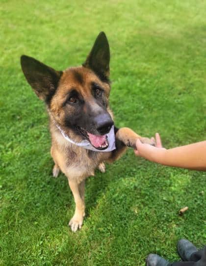 Lua - German Shepherd available for adoption