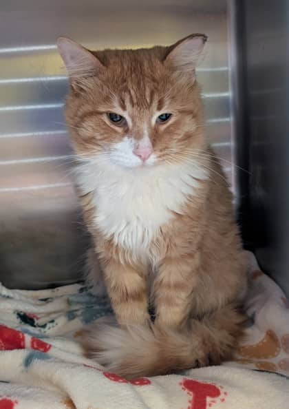 Jethro - Domestic Medium Hair cat available for adoption at Sarnia & District Humane Society in Sarnia