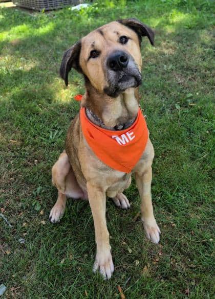 Lucifer - German Shepherd available for adoption