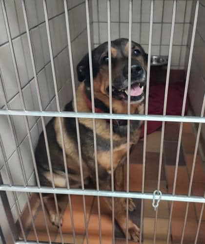 Trevor - Rottweiler available for adoption at Sarnia & District Humane Society in Sarnia