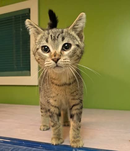 Tiggy - Domestic Shorthair cat available for adoption at Sarnia & District Humane Society in Sarnia