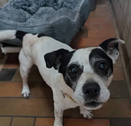 Bandit - Terrier available for adoption at Sarnia & District Humane Society in Sarnia