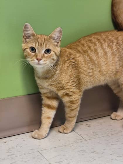 Juliette - Domestic Shorthair available for adoption