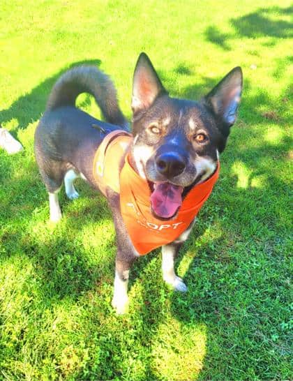 Knox - Siberian Husky available for adoption