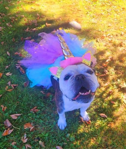 Esther - English Bulldog available for adoption at Sarnia & District Humane Society in Sarnia