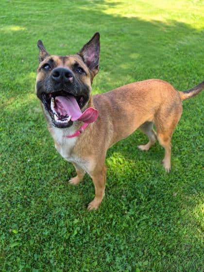 Bonnie - Belgian Malinois available for adoption