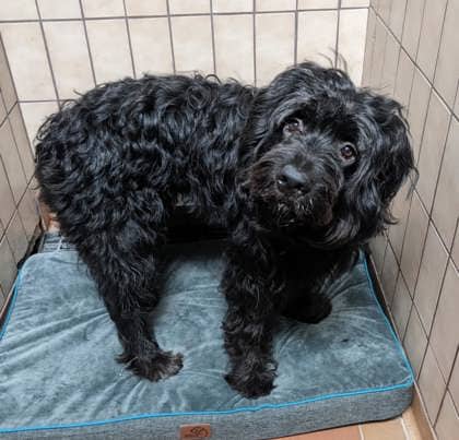Mabel - Standard Poodle available for adoption at Sarnia & District Humane Society in Sarnia