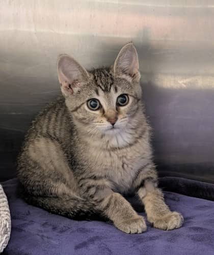 Liddy - Domestic Shorthair cat available for adoption at Sarnia & District Humane Society in Sarnia