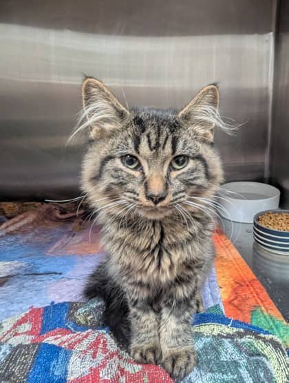 Poe - Domestic Medium Hair cat available for adoption at Sarnia & District Humane Society in Sarnia