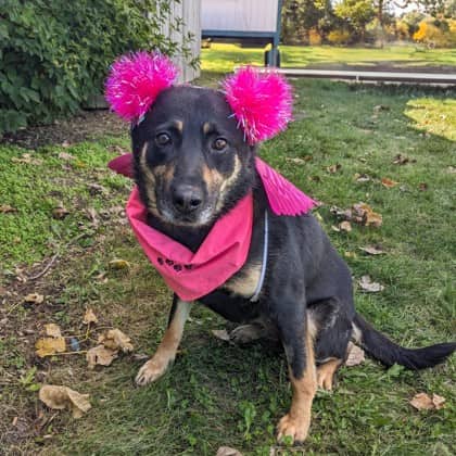 Wonton - Shepherd available for adoption
