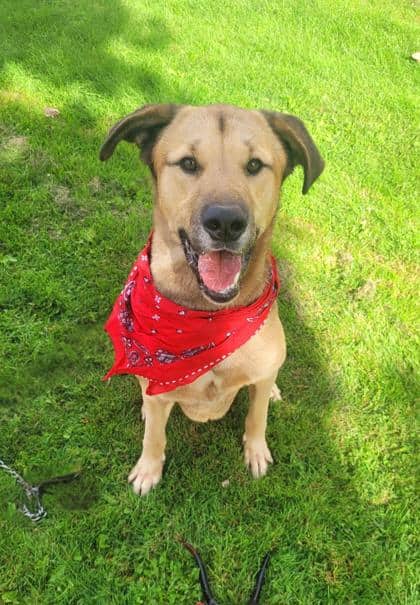 Lucifer - German Shepherd available for adoption