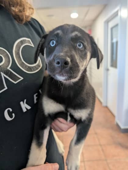 Edna Jam - Siberian Husky available for adoption