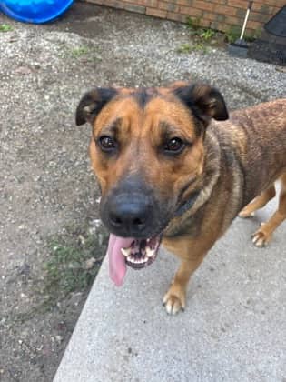 Allie - German Shepherd available for adoption