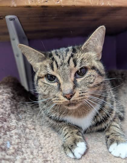 Ovine - Domestic Shorthair cat available for adoption at Sarnia & District Humane Society in Sarnia