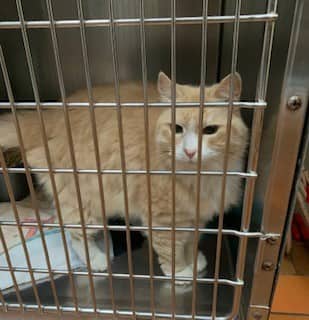 Fazz - Domestic Longhair cat available for adoption in Ontario