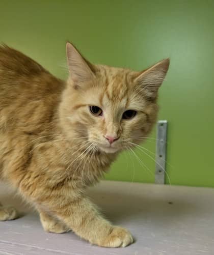 Bennett - Domestic Medium Hair cat available for adoption at Sarnia & District Humane Society in Sarnia