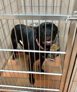 Jazzy - Labrador Retriever available for adoption at Sarnia & District Humane Society in Sarnia