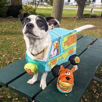 Bandit - Terrier available for adoption