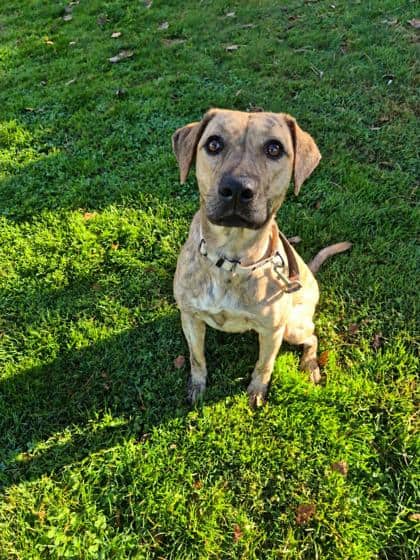 Cheetah - Labrador Retriever available for adoption