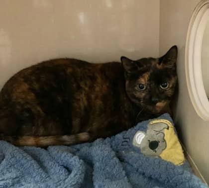 Miller - Domestic Shorthair cat available for adoption at Sarnia & District Humane Society in Sarnia