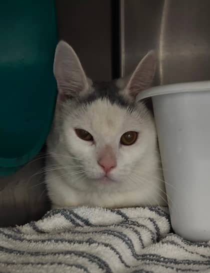 Myles - Domestic Shorthair cat available for adoption at Sarnia & District Humane Society in Sarnia