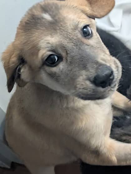 Quinn - Labrador Retriever available for adoption at Sarnia & District Humane Society in Sarnia