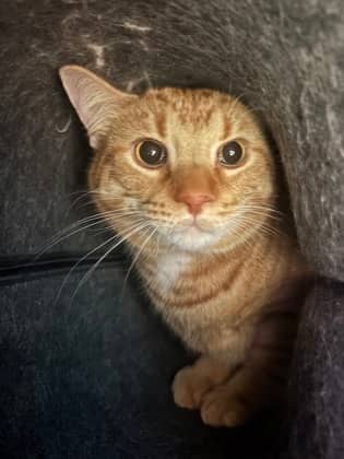 Scooter - Domestic Shorthair cat available for adoption at Sarnia & District Humane Society in Sarnia
