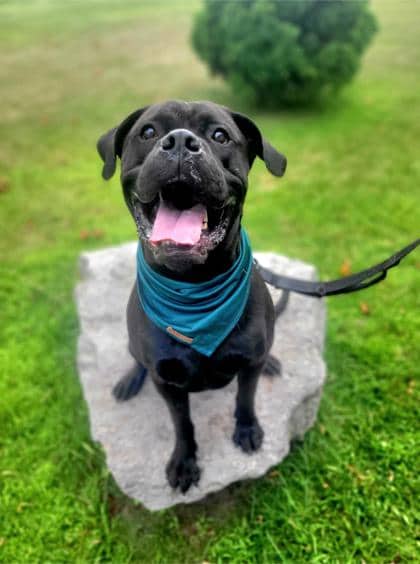 Shrek - Mastiff available for adoption at Sarnia & District Humane Society in Sarnia