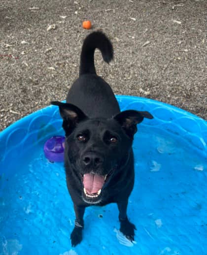 Gunner - Labrador Retriever available for adoption at Sarnia & District Humane Society in Sarnia