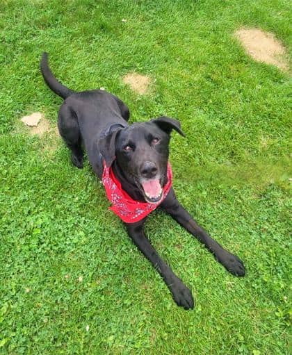 Finn - Labrador Retriever available for adoption