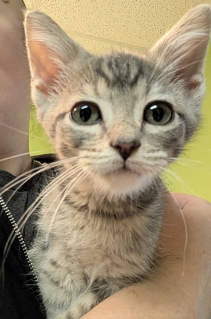Merlot - Domestic Shorthair cat available for adoption at Sarnia & District Humane Society in Sarnia