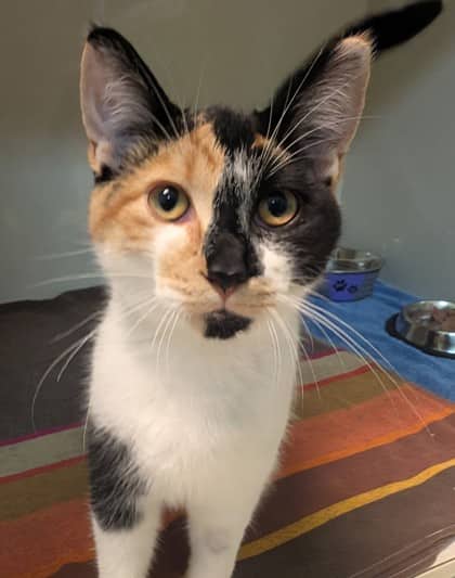 Bernadette - Domestic Shorthair available for adoption