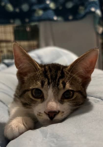 Cat Adoption Toronto: Rescue Cats From Toronto Shelters | LocalPetFinder