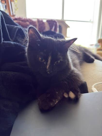 Louise - Domestic Shorthair/Mix cat available for adoption in Calgary