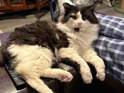Ozzy - Domestic Medium Hair/Mix cat available for adoption at Annex Cat Rescue in Toronto
