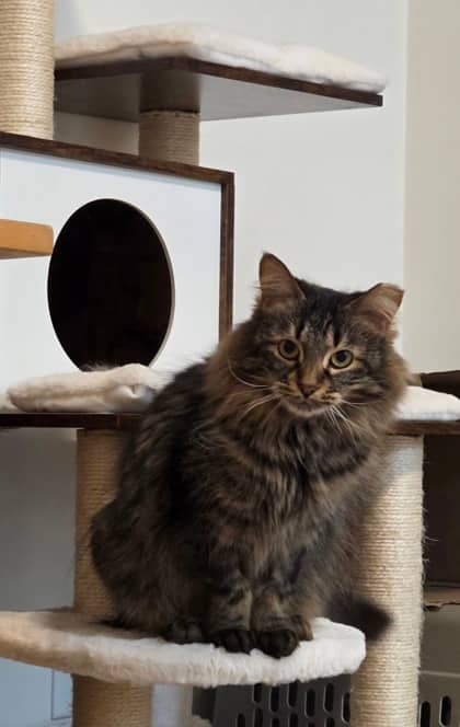 Sassafras - Domestic Longhair/Mix available for adoption