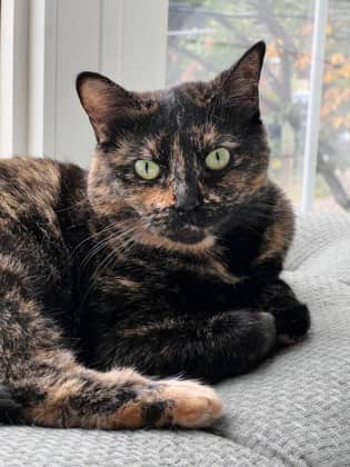 Speckles - Domestic Shorthair/Mix available for adoption