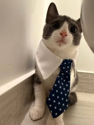 Syrup - Domestic Shorthair/Mix cat available for adoption in Calgary