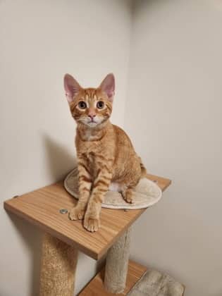 Billy Costa - Domestic Shorthair/Mix cat available for adoption in Calgary
