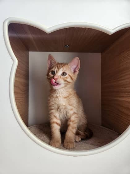 Lorek - Domestic Shorthair/Mix cat available for adoption at Annex Cat Rescue in Toronto