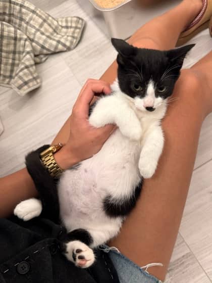 Goggles - Domestic Shorthair/Mix cat available for adoption in Calgary