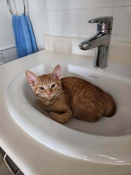 Asriel - Domestic Shorthair/Mix cat available for adoption in Calgary