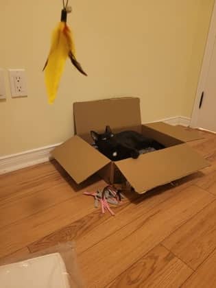 Bagheera - Domestic Longhair/Mix cat available for adoption at Annex Cat Rescue in Toronto