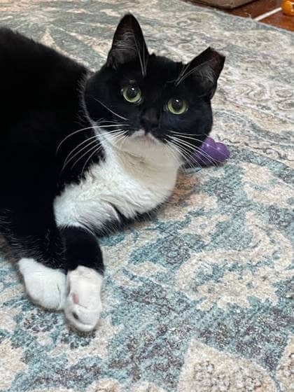 Miss Cookie - Domestic Shorthair/Mix cat available for adoption in Calgary