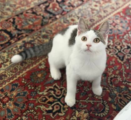 Sugar Cookie - Domestic Shorthair/Mix available for adoption