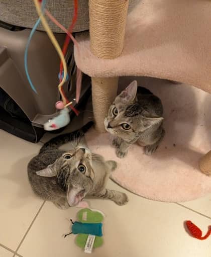 Sterling - Domestic Shorthair/Mix cat available for adoption in Calgary