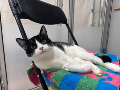 Boba - Domestic Shorthair,Mix available for adoption